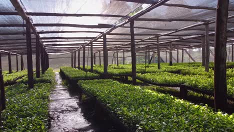 seeds of tradition inside huge nursery garden producing yerba mate seedlings