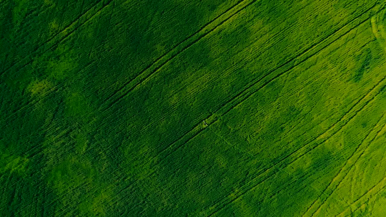 campo verde sin fin, la chica está girando. vista aérea video desde el helicóptero. vista superior. movimiento circular de la cámara. cámara acercándose.