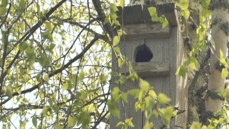 a birdcage in a tree