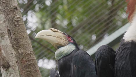 close-up of a toucan's beak