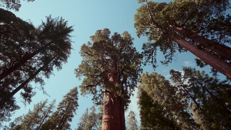 giant sequoias in a forest