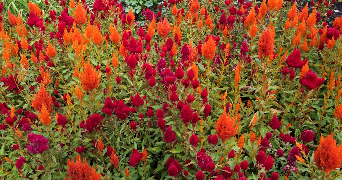 Crista-de-galo (Celosia argentea) nos Jardins Butchart de Victoria, Colúmbia Britânica, Canadá