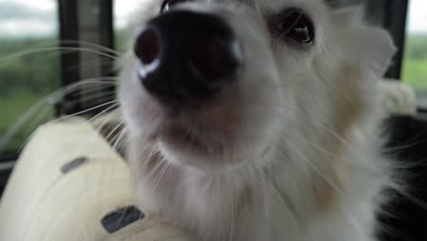 the dog is smelling the camera and enjoying the wind.