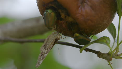 Figeater-beetles-and-brown-moth-hanging-upside-down-and-eating-a-rotting-pear-as-it-hangs-from-a-tree-branch-in-late-Summer