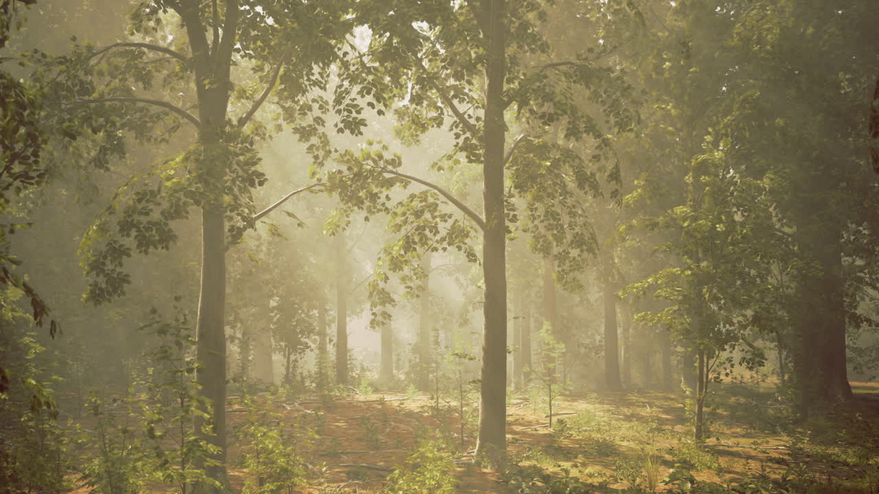 Misty forest landscape with sun rays filtering through trees in morning