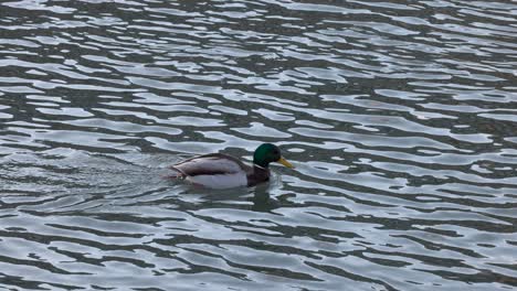 a mallard duck swimming in a river