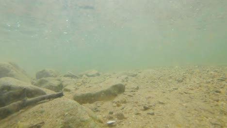 Una-Toma-Estática-Bajo-El-Agua-Donde-Puedes-Ver-Muchos-Escombros-Flotando-Junto-A-La-Pantalla