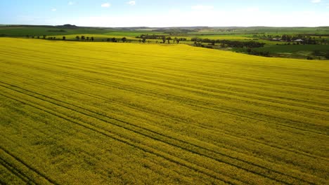 Canola-Farm-on-the-outskirts-of-Geraldton,-Western-Australia