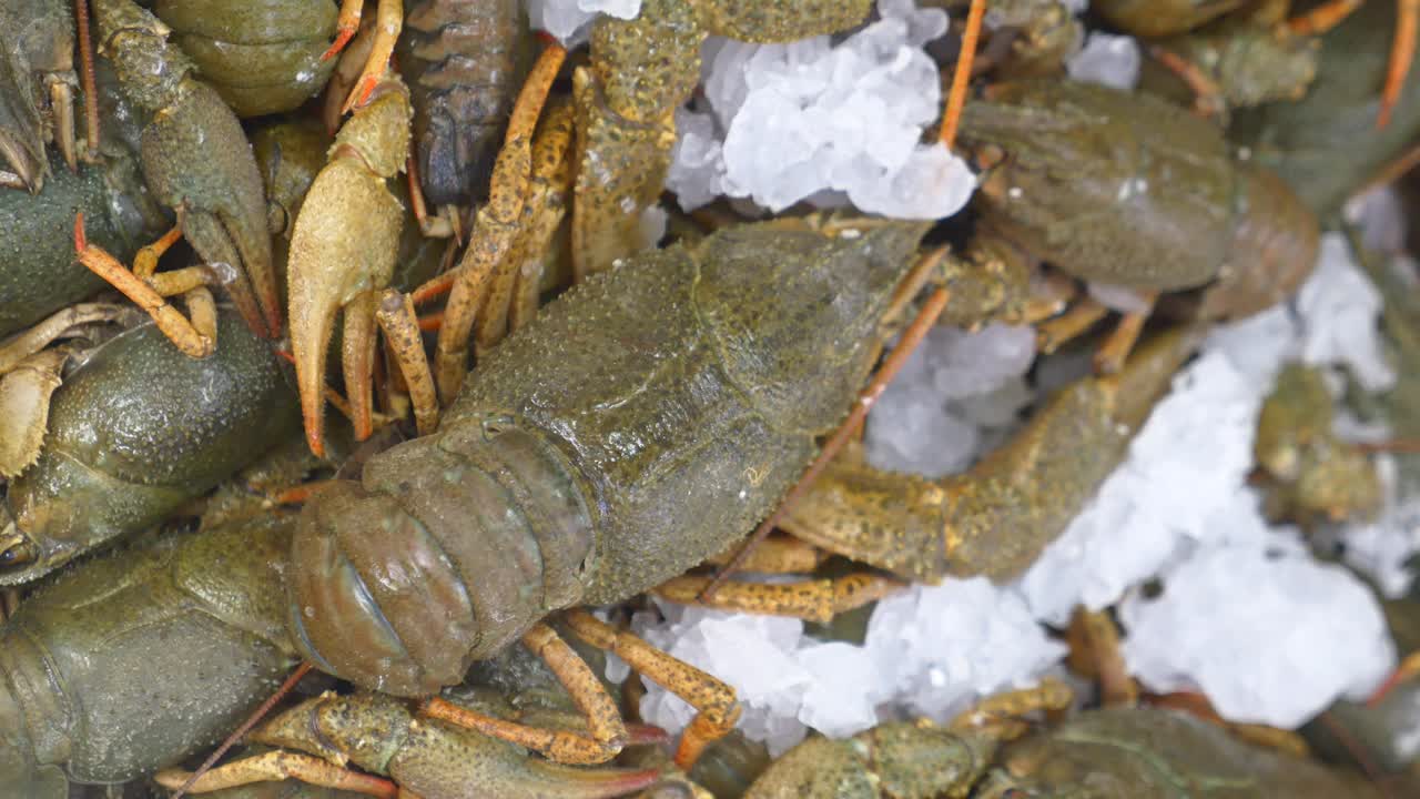 Fresh crayfish on ice
