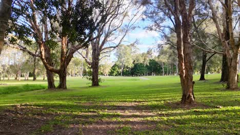 aerial view of lush park with eucalyptus trees and open grass under bright daylight in gold coast, australia