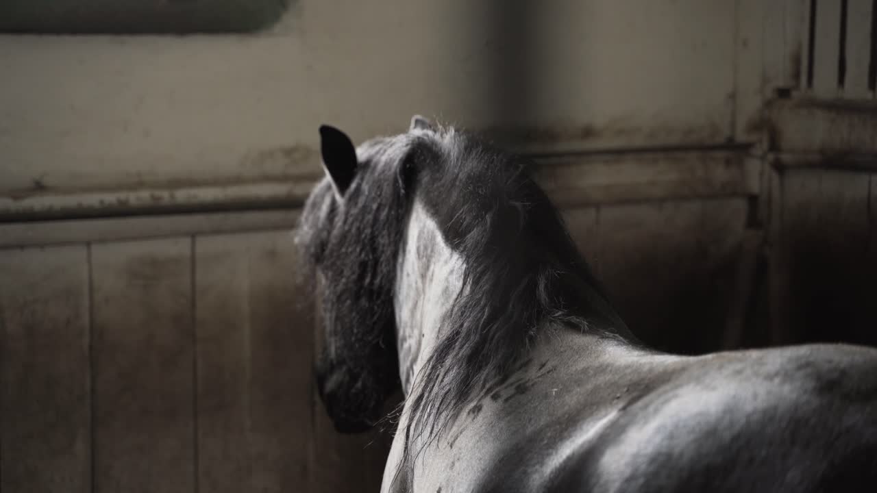 Horse in the stable. Black horses stood in the barn and looking a wooden window away from the barn. Horsehead close-up.
