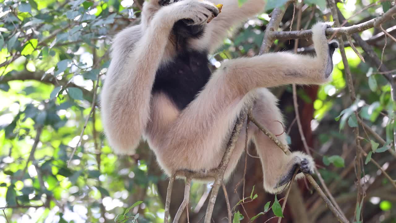 gibón comiendo en una rama de árbol