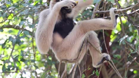 gibbon eating on a tree branch