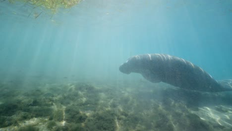 Seekuh-Schwimmt-Am-Sandboden-Entlang,-Während-Die-Sonnenstrahlen-Durch-Das-Wasser-Fallen