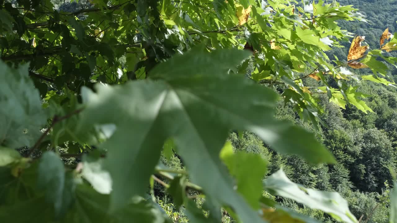 시코모르 나무 가지