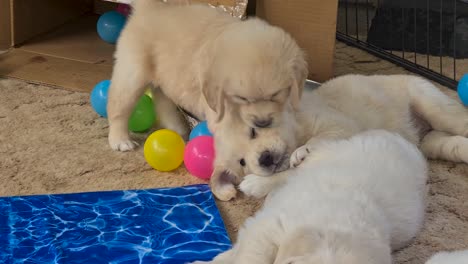 cachorros golden retriever jugando entre ellos dentro de un corral para perros