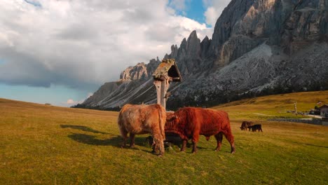 jak - cow grazing in the beautiful alps of italy in the middle of the mountains filmed in 4k