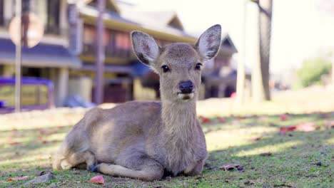 the best view in nara