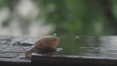 Un-Caracol-Bebe-Agua-Después-De-La-Lluvia.