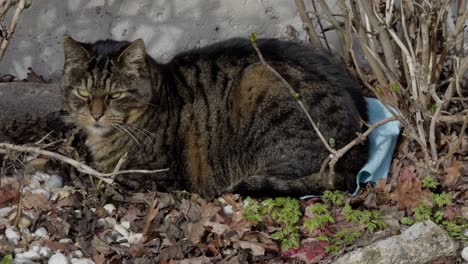 Angry-Tabby-Cat-Laying-On-Small-Rocks-Leaves-And-Blue-Cloth-Between-Plants