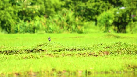 Orientalisches-Elster-Rotkehlchen-Auf-Der-Suche-Nach-Nahrung-Auf-Einer-Wiese-In-Bangladesch