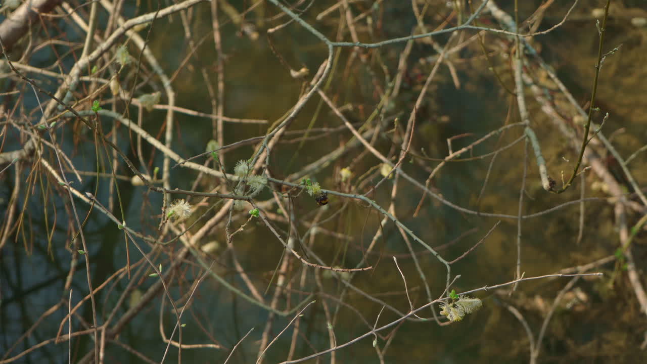 шмель пытается собрать пыльцу с цветов, которые только что распустились весной