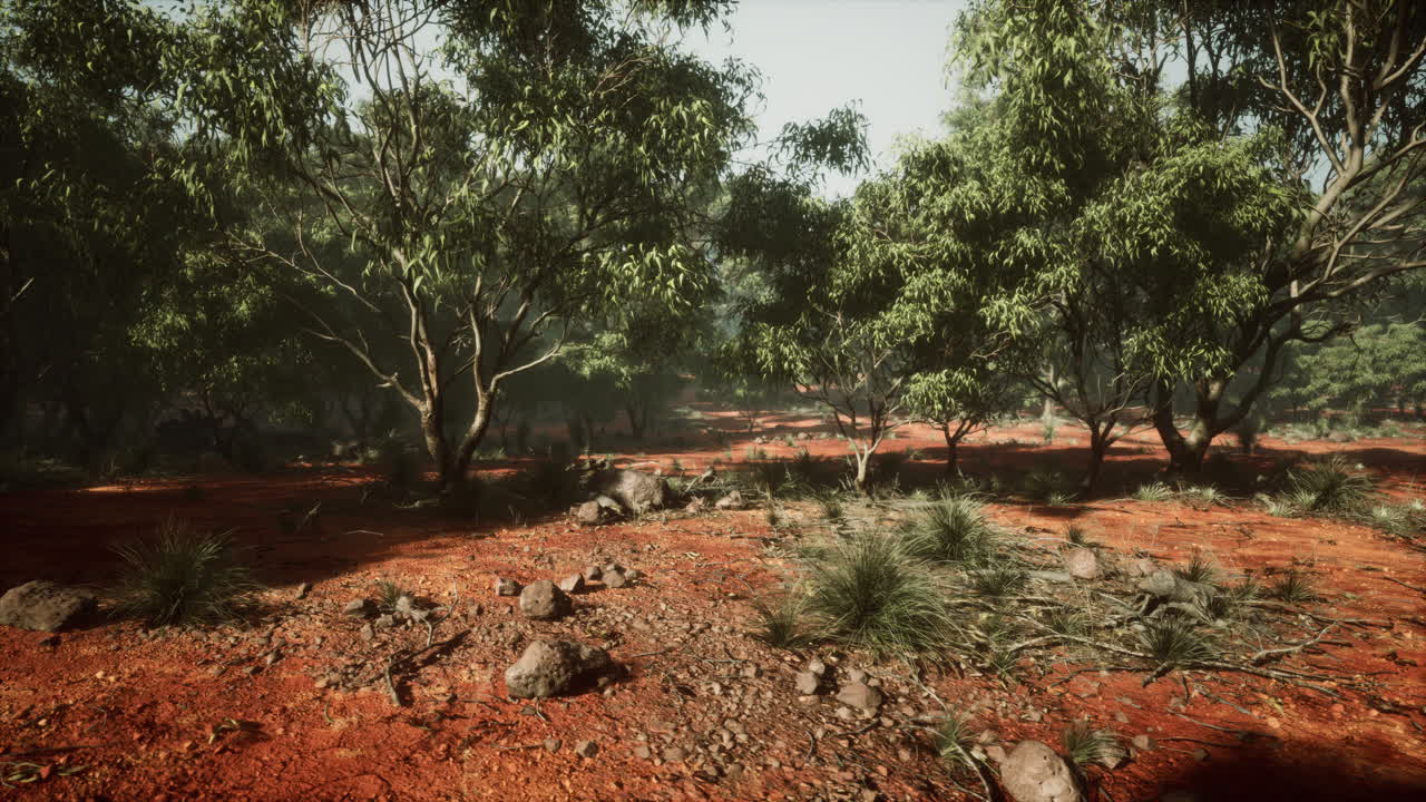 puesta de sol en el bosque australiano