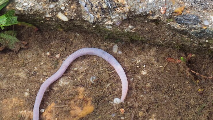 Earthworm next to a rock and under the water, detail macro shot, close up view