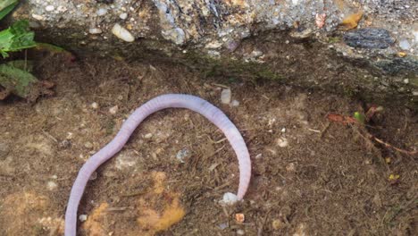 Earthworm-next-to-a-rock-and-under-the-water,-detail-macro-shot,-close-up-view