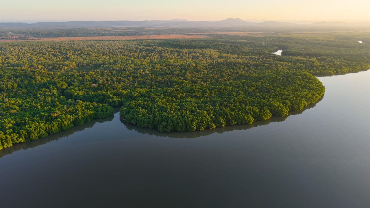 Mangrove forest ecosystem along a river coastline in Cambodia Southeast Asia nature, aerial drone