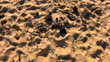 close-up of sand and seaweed on brighton beach