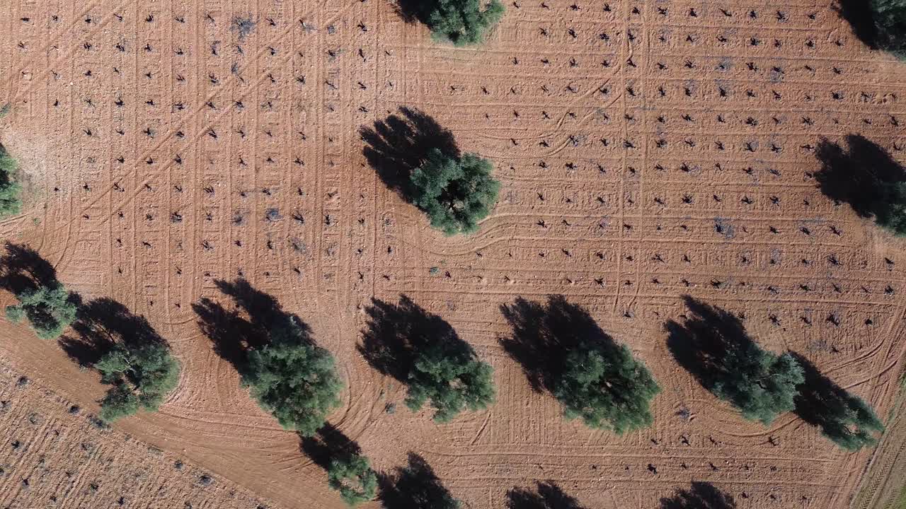 Zenithal drone view of crop field with olive trees and withered vineyard on a sunny day