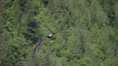 Ein-Adler-Fliegt-In-British-Columbia,-Kanada,-über-Den-Ozean-Und-Sucht-Nach-Fischen