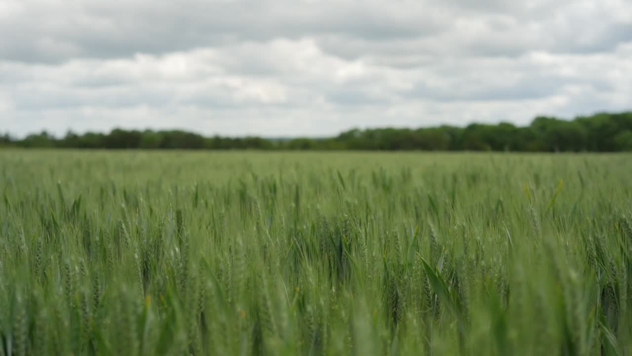 campo de trigo verde soplando en el viento, las cámaras se desplazan hacia arriba