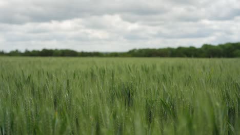 Campo-De-Trigo-Verde-Que-Sopla-En-El-Viento,-La-Cámara-Gira-Hacia-Arriba