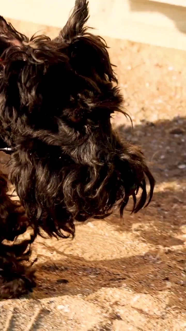 Black Miniature Schnauzer Walking Outdoors on a Sunny Day