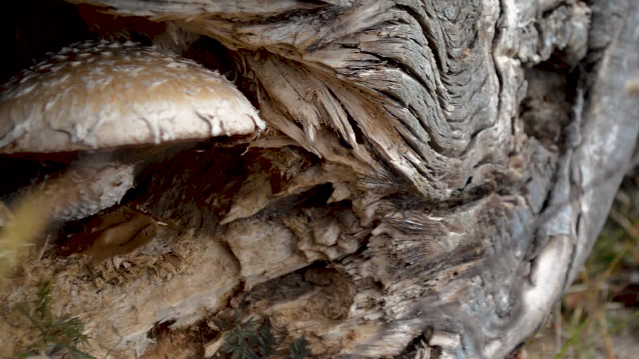 un hongo que crece de un árbol