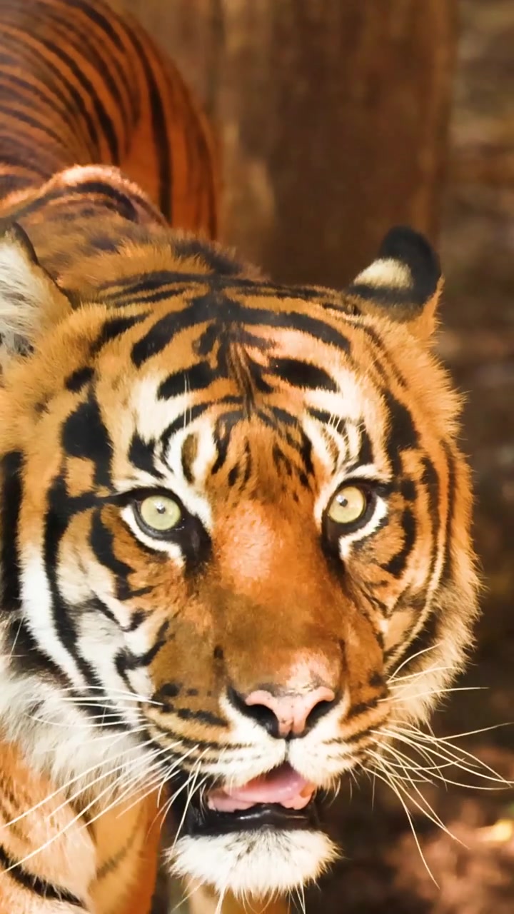 Una potente tigre cammina attraverso una fitta vegetazione, mettendo in mostra la sua sorprendente pelliccia a strisce arancioni e nere.