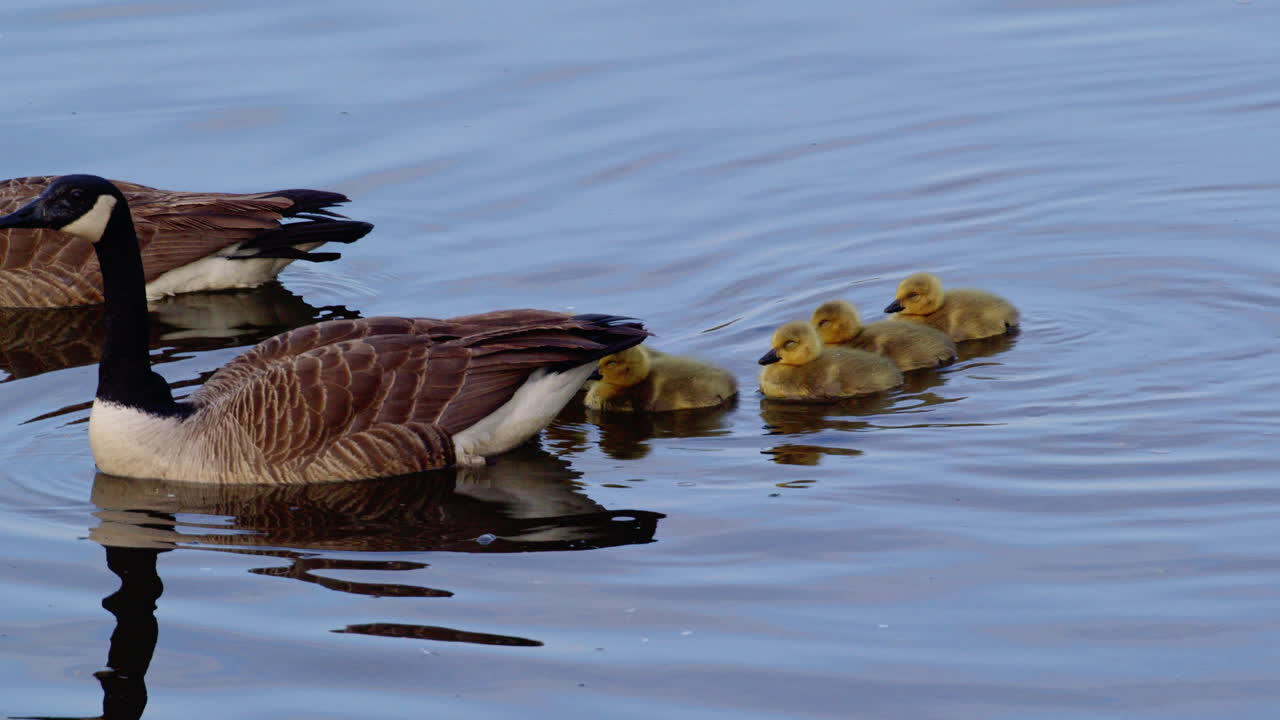 A serene slow-motion clip shows goslings enjoying the water and food beside grown geese.