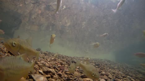 El-Parque-Nacional-Kaeng-Krachan-Es-El-Hogar-De-Muchos-Animales-Salvajes-Fantásticos-Y-Los-Arroyos-Son-Una-Fuente-De-Vida-De-Agua-Dulce-Para-Que-Los-Animales-Beban-Y-Los-Peces-Naden.