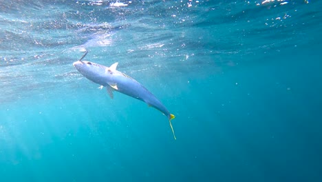 Yellow-tail-caught-in-open-ocean-on-jig-lure-rises-to-surface,-fights-fisherman-to-get-away