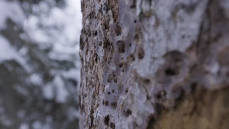 pine tree in banff national park, extreme close up, 4k