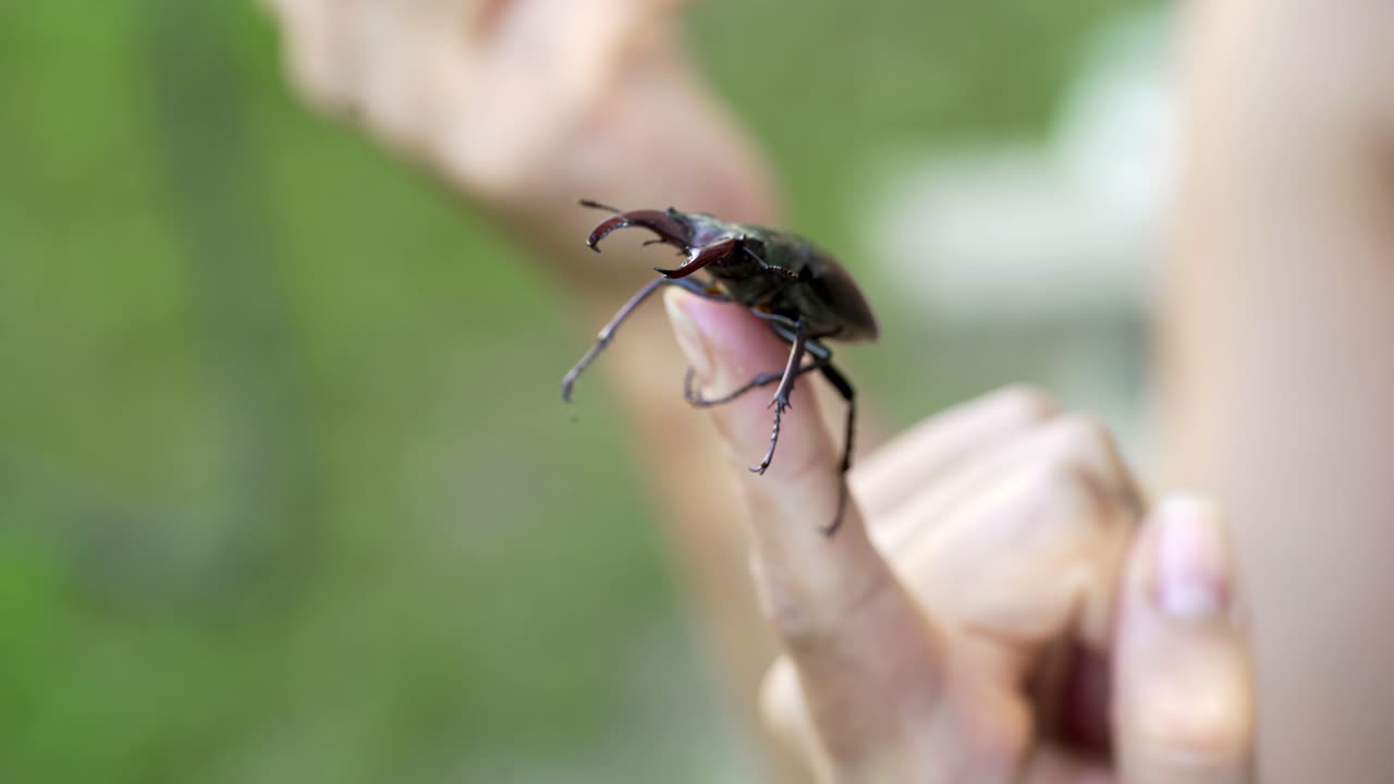 Male stag beetle (Lucanus cervus). Stag beetle on a hand.