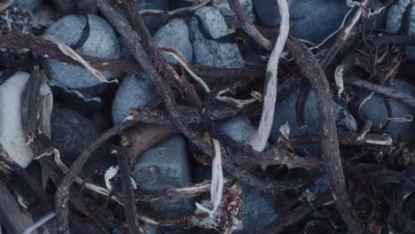 Close-up-shot-of-dried-seaweed-on-pebble-beach