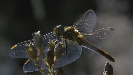 dragonfly on a flower