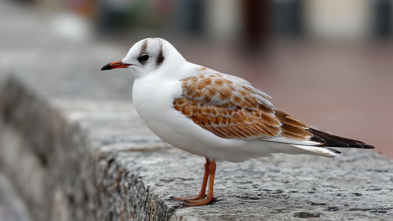 Un primo piano di un gabbiano dal dorso marrone appollaiato su un bordo di pietra, che mostra i suoi intricati disegni di piume e la sua postura elegante in riva al mare