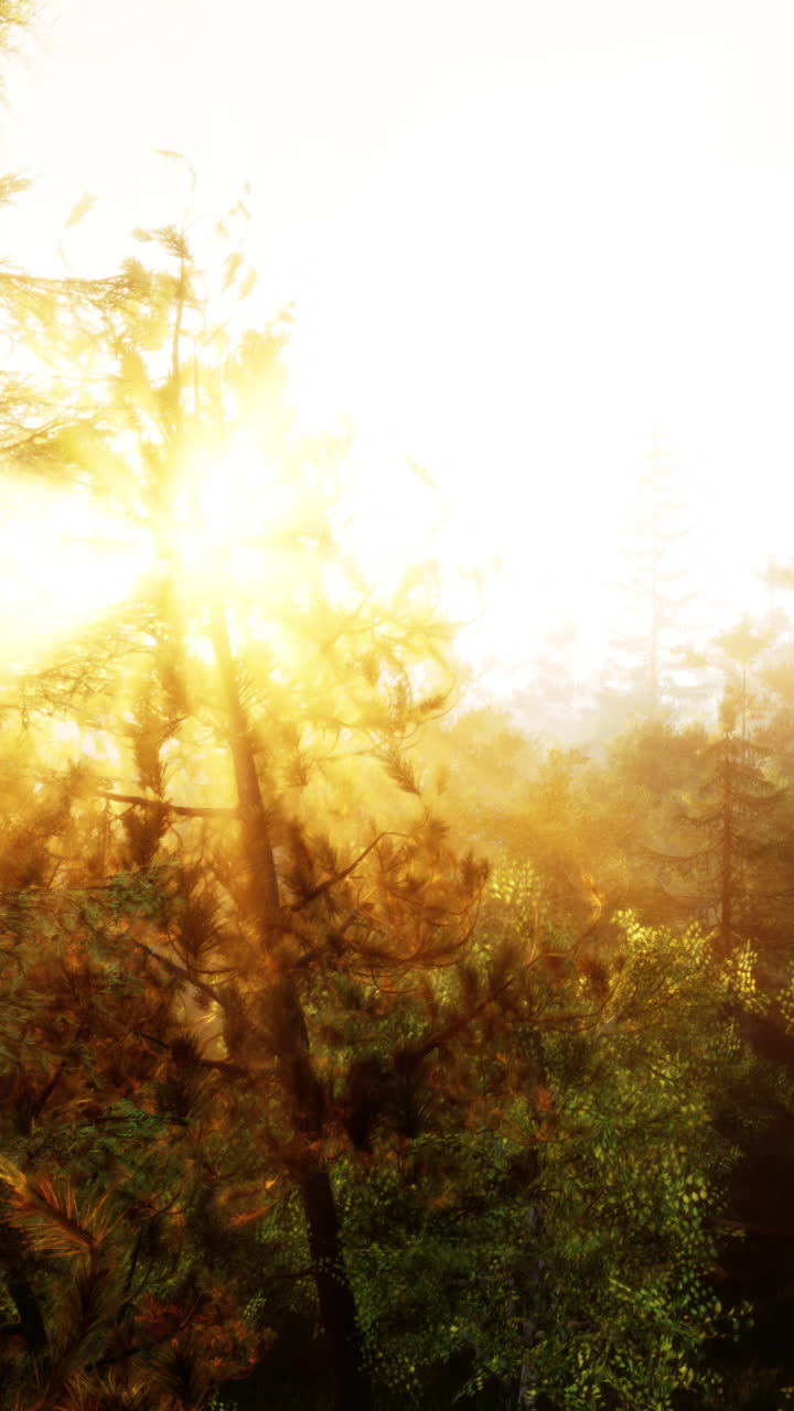 золотой солнечный свет сияет сквозь деревья в туманном лесу.