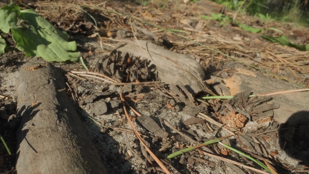 Formigas rastejando no chão da floresta com agulhas de pinheiro e casca de árvore