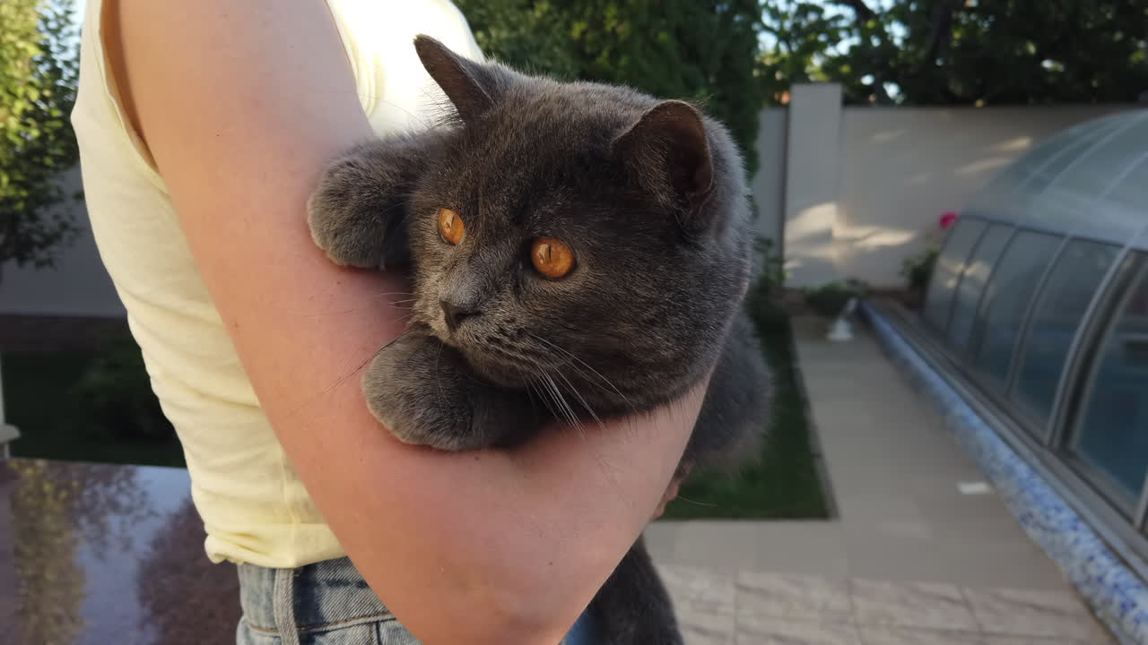 Una persona tiene tra le braccia un gatto grigio con vivaci occhi arancioni. Si trovano all'aperto, in un giardino illuminato dal sole e circondato dal verde. L'atmosfera è calma e rilassata.