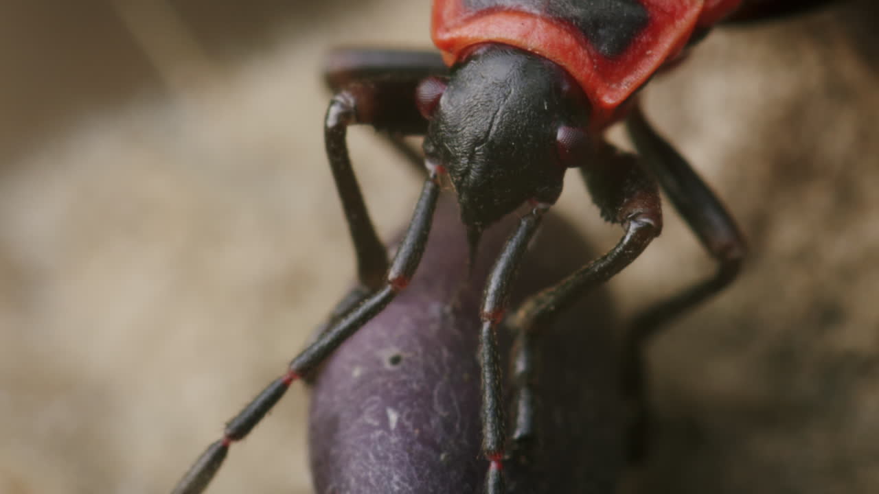 buca incendiaria europea, que se alimenta de las semillas